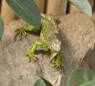 Grüner Leguan 