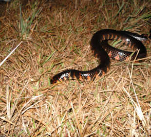 Nachts werden die Schlangen aktiv