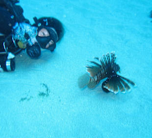 Tauchen Flic en Flac