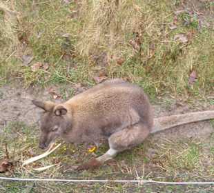 Kangaroo