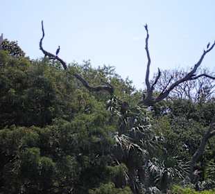 Vegetation im Park