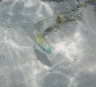 Zigarren-Lippfisch m. Kriegsbemalung am Wrack