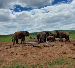 Elefantenfamilie Spaß am Wasserloch