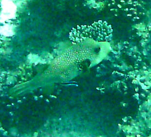 Schnorcheln Marsa Alam