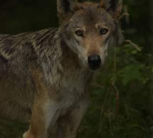 Naturwildpark Granat 