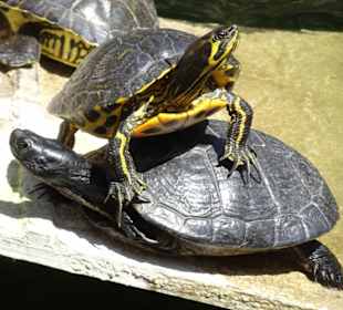 Schildkröten im Botanischen Garten