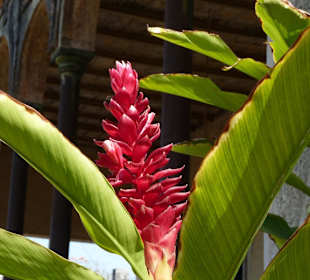 Tropenblume auf Yaxcopoil