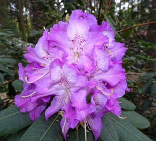 Impressionen aus dem Rhododendronpark Gristede