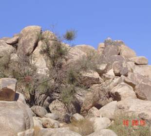 Joshua Tree National Park