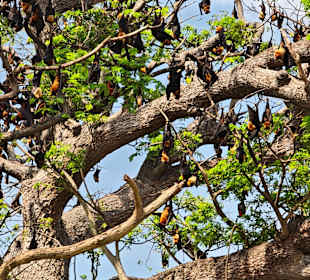 Flughunde am Tissa-Lake
