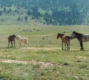 Ali's Ausflüge Avsallar