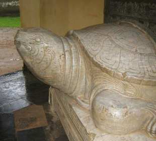 Eine Schildkröte mit Schrifttafel