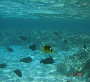 Fische am Hausriff Hotel Pensee Royal Garden