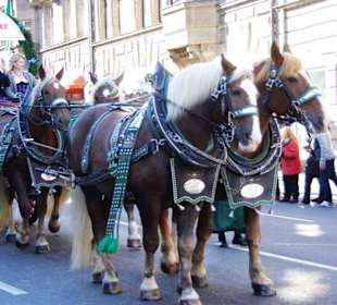 Ammerdorfer Bier 6er Span