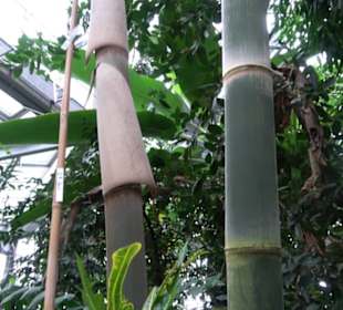 Tropicarium