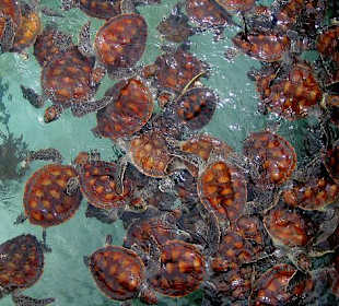 Schildkrötenaufzuchtstation von Lily Beach