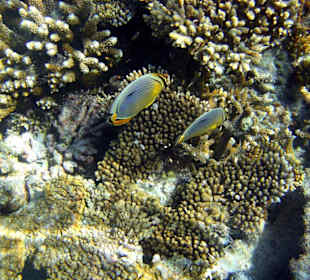 Schöne Unterwasserwelt