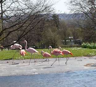 Frühling im Westfalenpark Dortmund