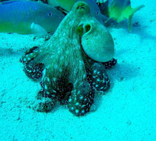 Schöner Octopus bei Subex Tauchausflug