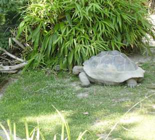 Galapagosschildkröte