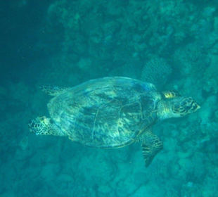 Wasserschildkröte unter Wasser