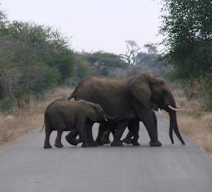 Auf Safari im Krüger Park