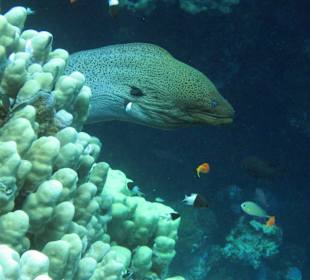 Riesig! Aber wunderschön!