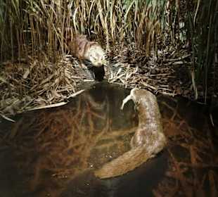 Dioramen im LWL-Museum für Naturkunde