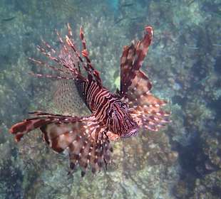 Unterwasserwelt Musandam