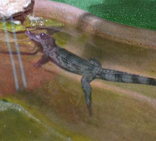 Aquarium/Terrarium Umag