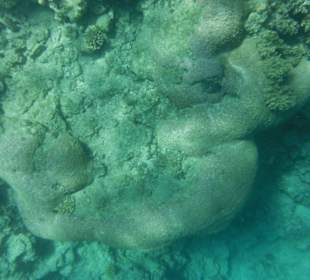 Hausriff, rechts von der Marina