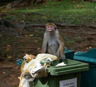 Affe im botanischen Garten
