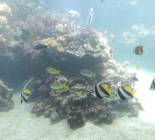 Im Aquarium unterwegs