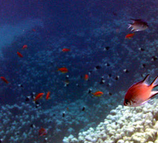 Abwärts am Außenriff