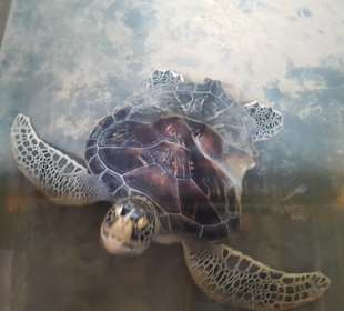 Hier auch mit defektem Panzer