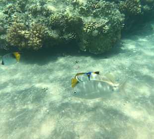 Schnorcheln Hurghada