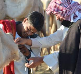Kamelmarkt El Shalateen