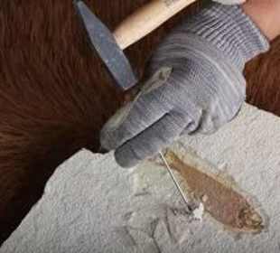 Echte Fossilien freilegen