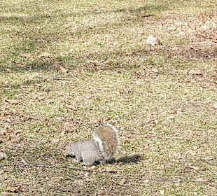Bewohner des Central Parks 