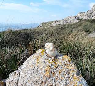 Strand Puerto de Pollensa