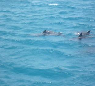 Wir haben die Delfine gesehen mit Susi