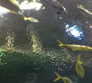 Oceanarium