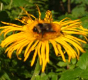 Parcul Natural Apuseni