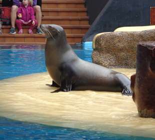 Seelöwen Show