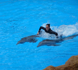 Arbeiten mit den Delfinen