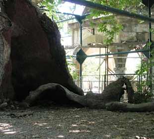 Die Platane in Kos-Stadt