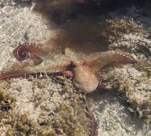 Tintenfisch verspritzt Tinte