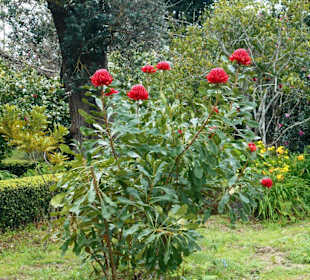 Palheiro Gardens