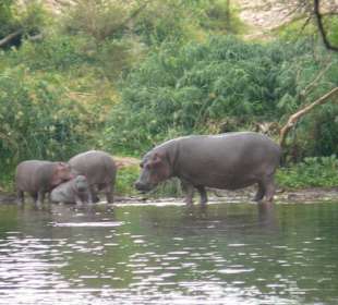 hippos
