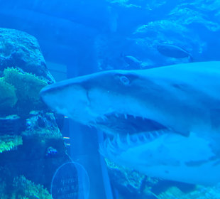 Stadtrundfahrt Dubai